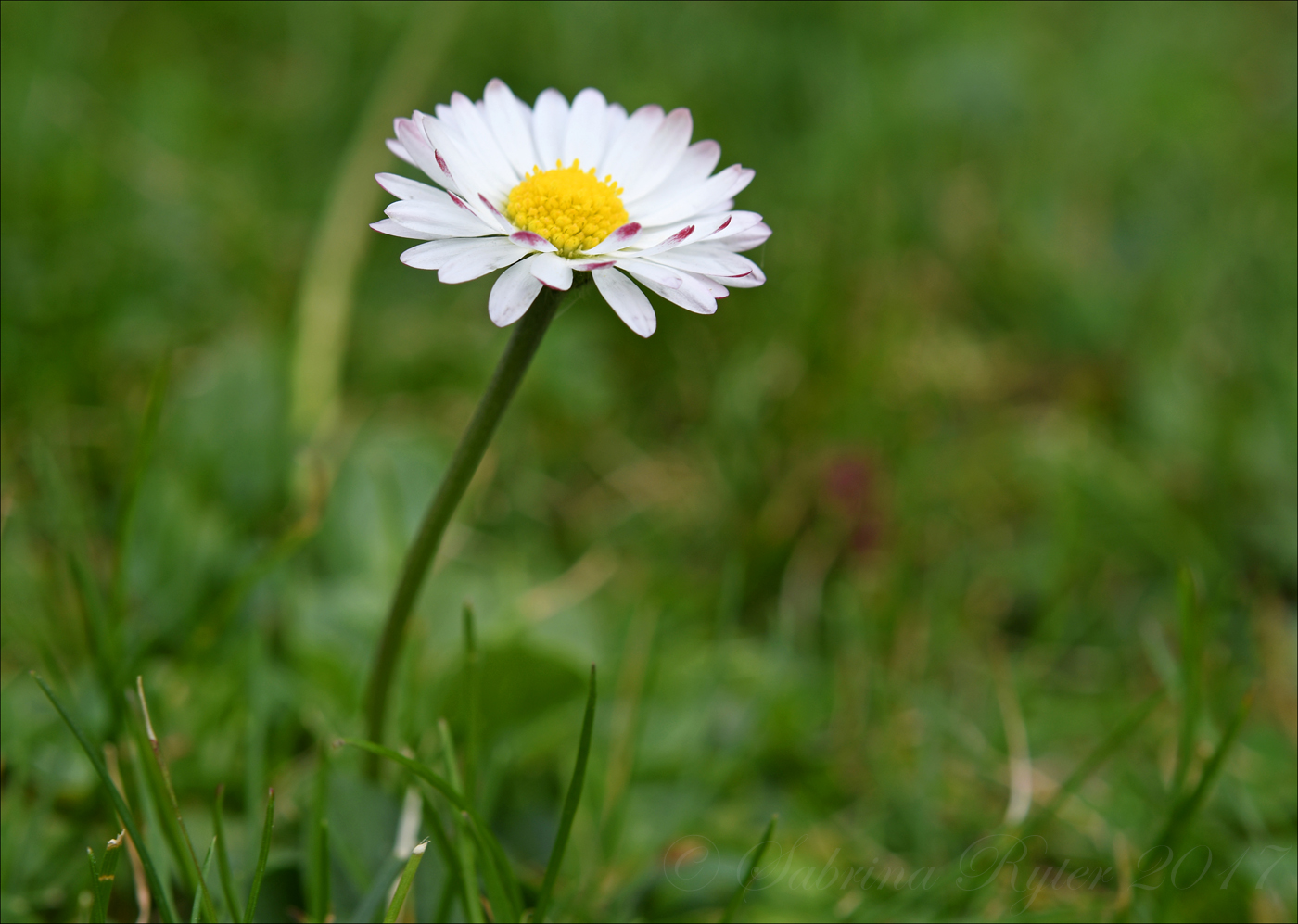 Ein Gänseblümchen...