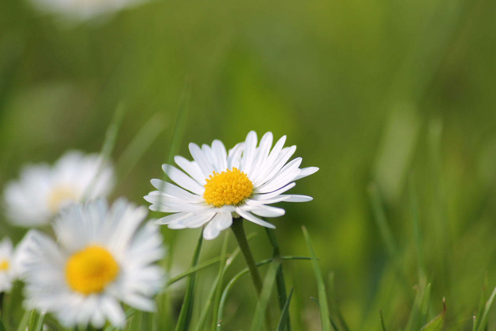 ein Gänseblümchen