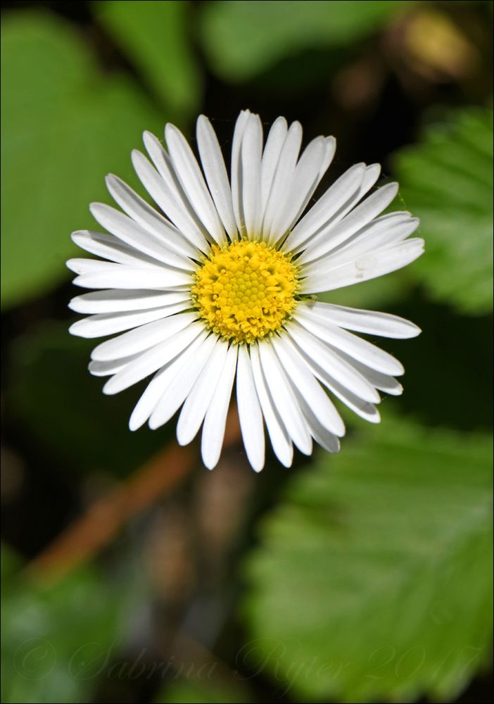 Ein Gänseblümchen...