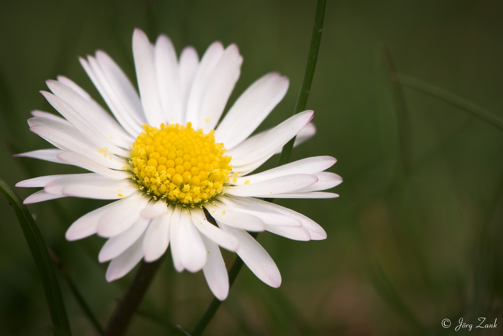 Ein Gänseblümchen