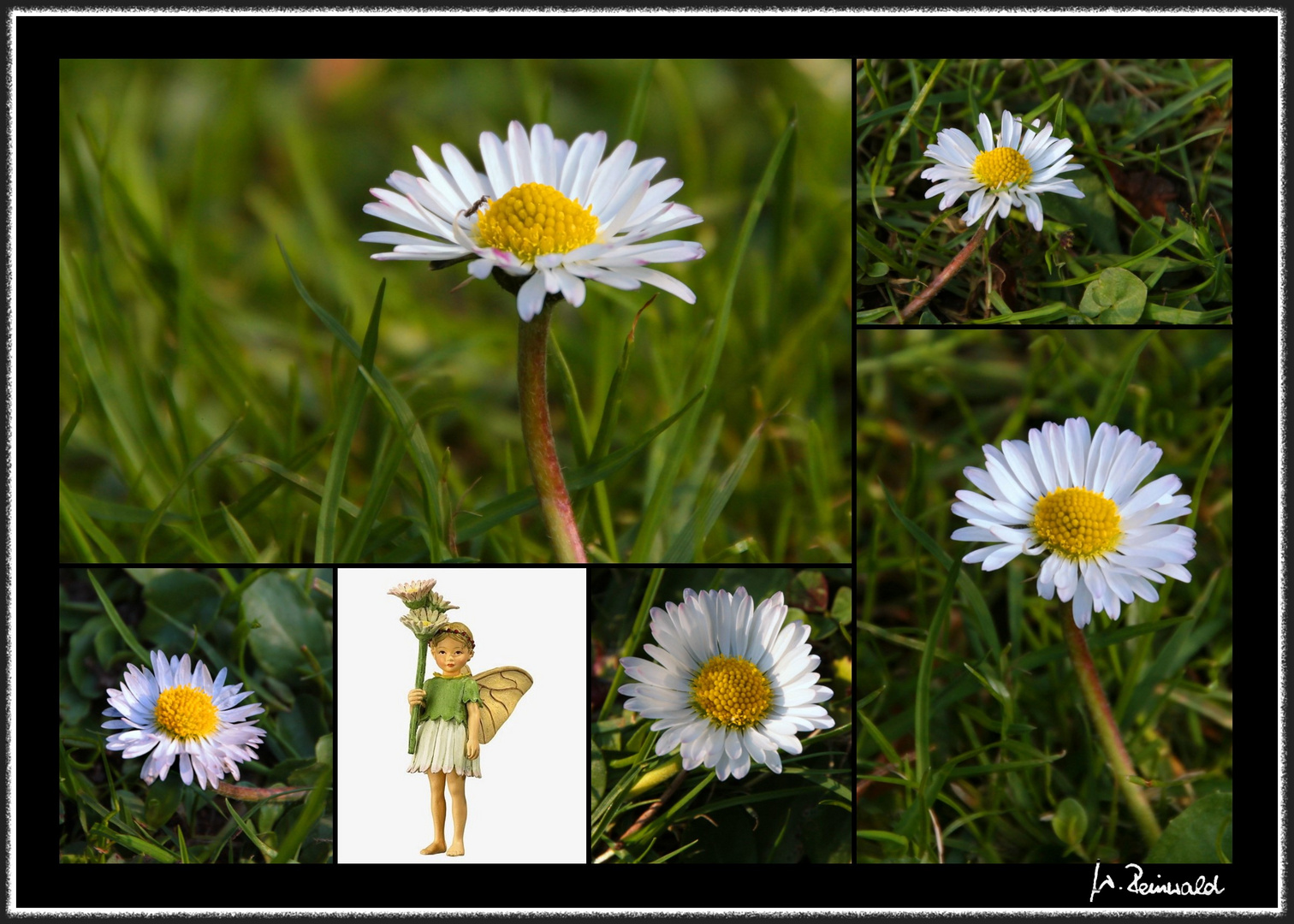 ein Gänseblümchen für "mein Gänseblümchen"