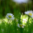 Ein Gänseblümchen im Gras