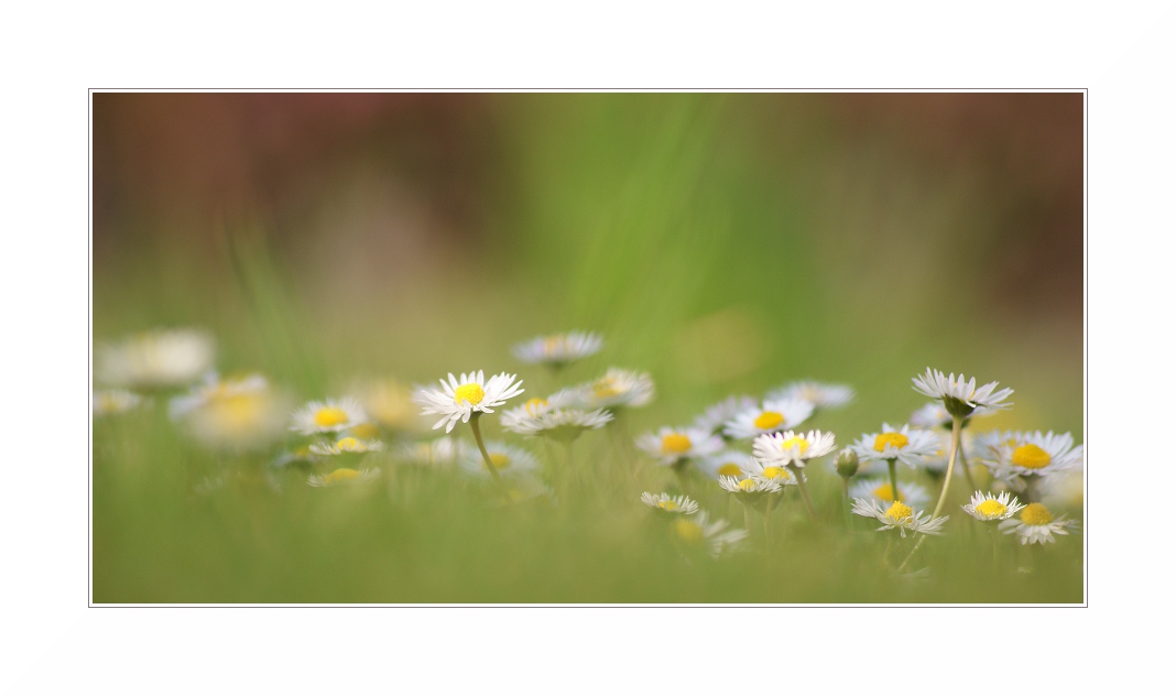 Ein Gänseblümchen kommt selten allein