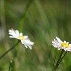 Ein Gänseblümchen liebte sehr