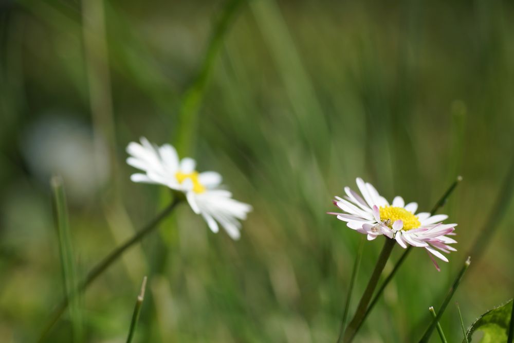 Ein Gänseblümchen liebte sehr