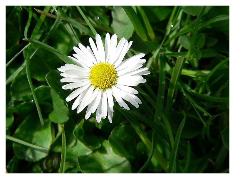 Ein Gänseblümchen macht noch keinen Frühling ...