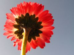 Ein Gänseblümchen mit zwei Mitbewohnern.... Blattläuse.