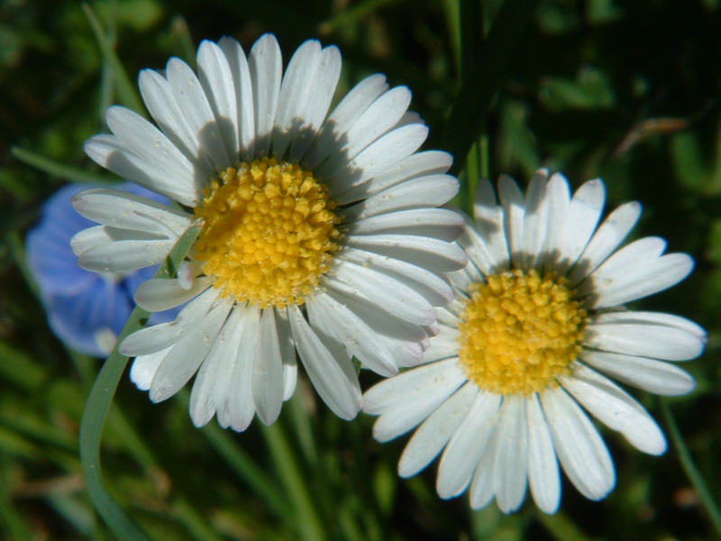 Ein Gänseblümchen-Paar...