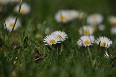 Ein Gänseblümchen zum Muttertag