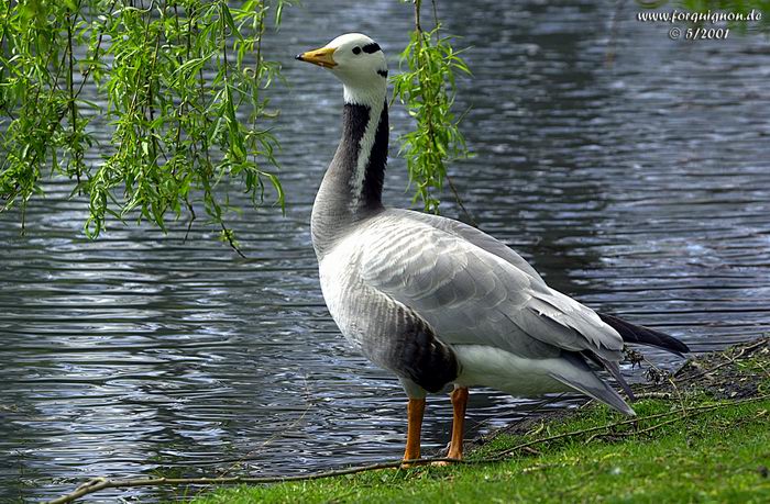 Ein Gänseleben