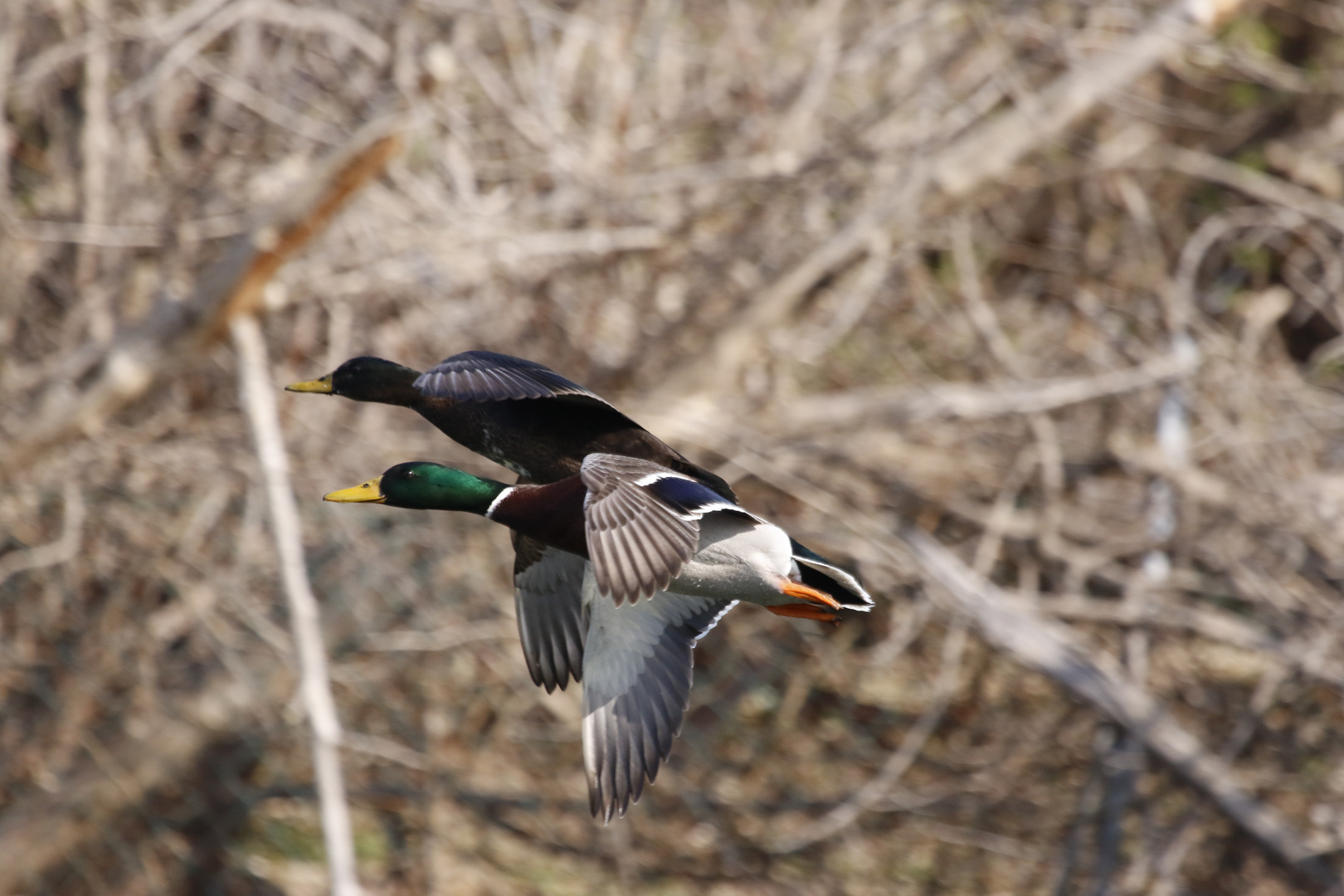 Ein Gänsepärchen im Flug