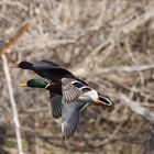 Ein Gänsepärchen im Flug