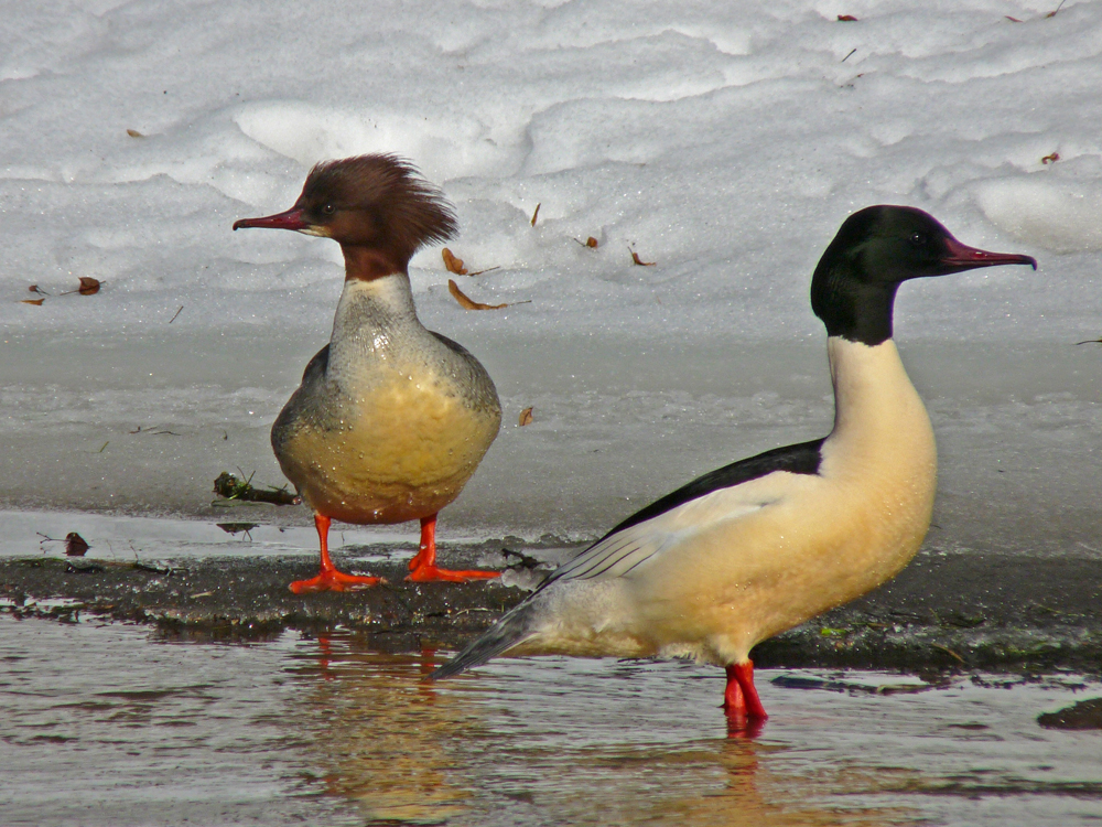 Ein Gänsesäger in Vilnius