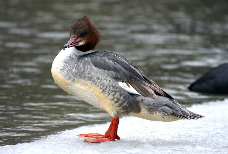 ein Gänsesäger (Mergus merganser)