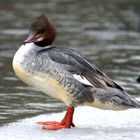 ein Gänsesäger (Mergus merganser)