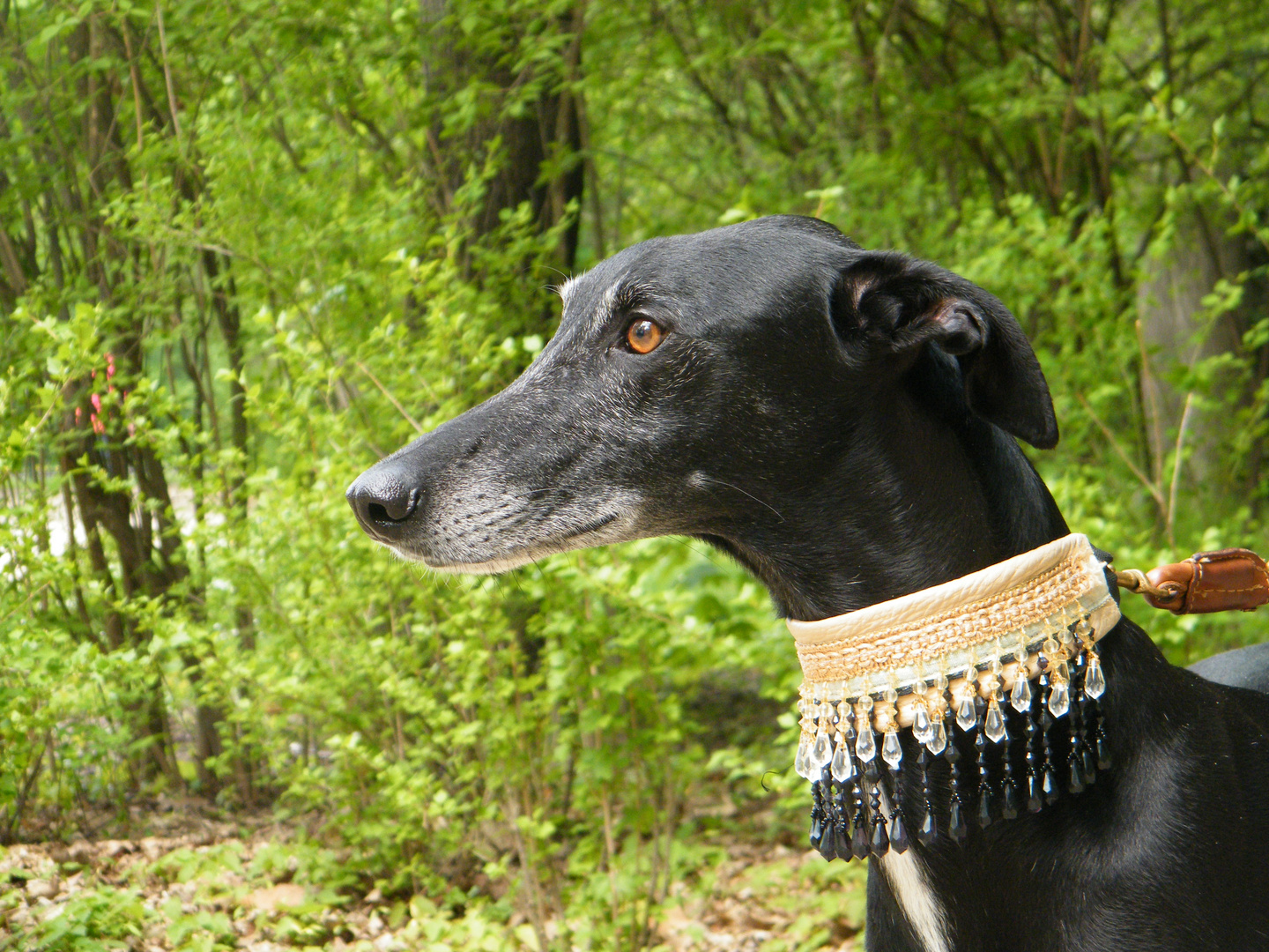 ein galgo im großen garten