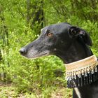 ein galgo im großen garten