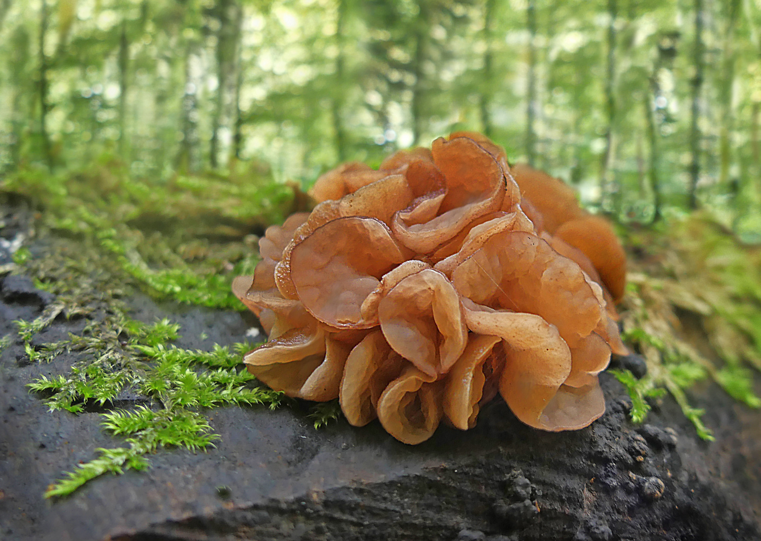 Ein Gallertpilz