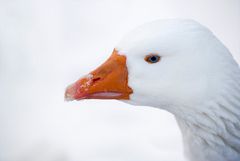 Ein GANS ein kleines Suchspiel