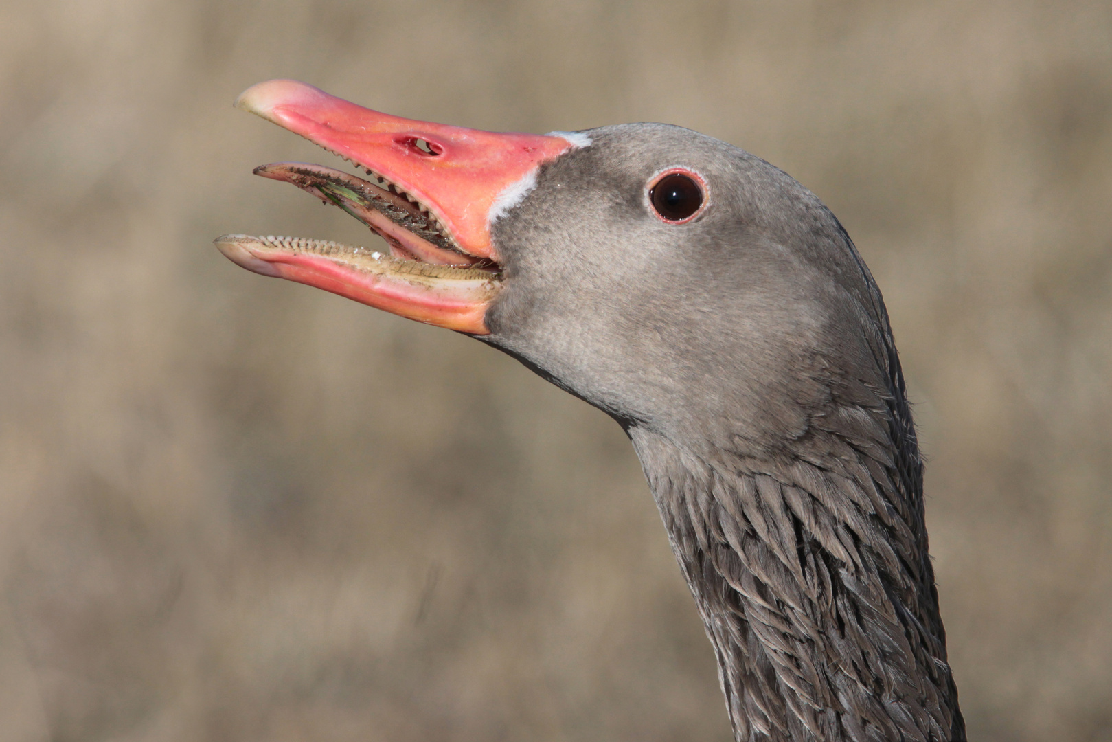 Ein Gans feines Mahlwerk