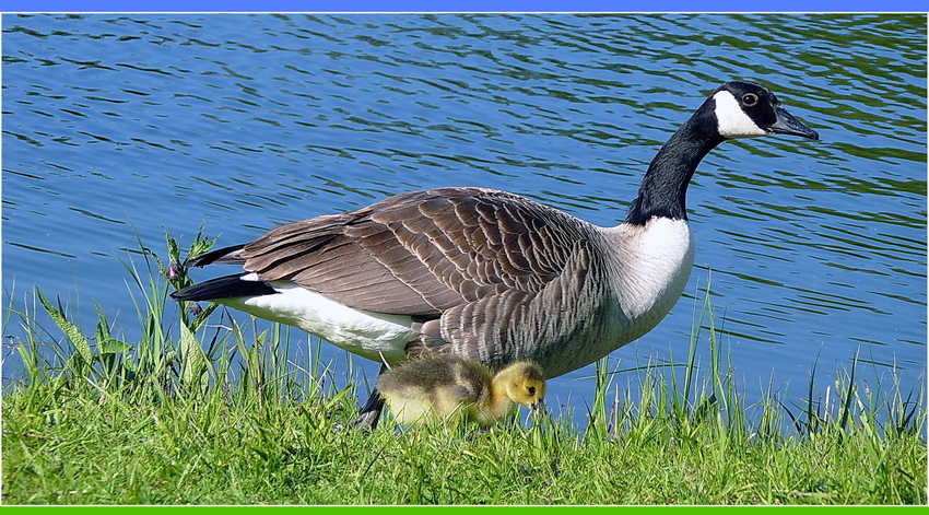 Ein "gans" schoenes Wochenende.....