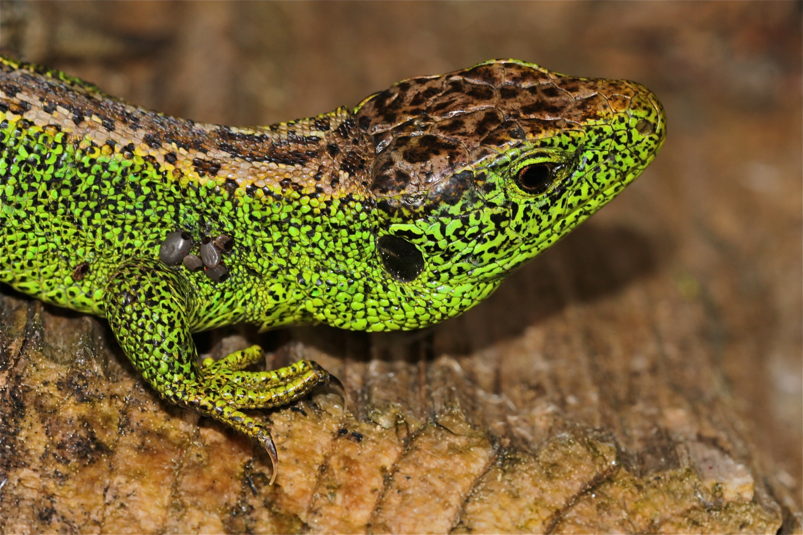 Ein ganz altes Männchen der Zauneidechse (Lacerta agilis) mit etlichen Zecken (Ixodes ricinus)