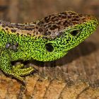 Ein ganz altes Männchen der Zauneidechse (Lacerta agilis) mit etlichen Zecken (Ixodes ricinus)