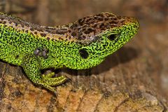 Ein ganz altes Männchen der Zauneidechse (Lacerta agilis) mit etlichen Zecken (Ixodes ricinus)