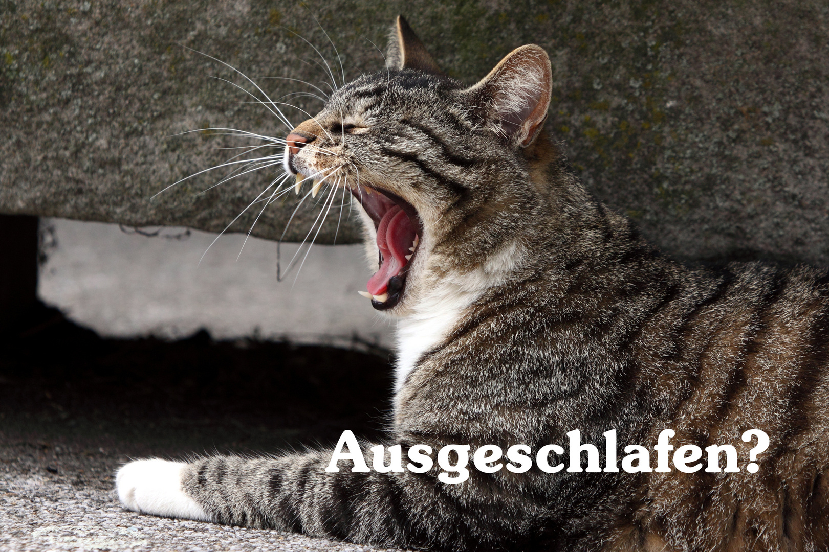 ein ganz ausgeschlafener Kater