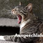 ein ganz ausgeschlafener Kater