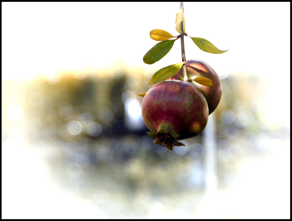 Ein ganz besonderer Apfel