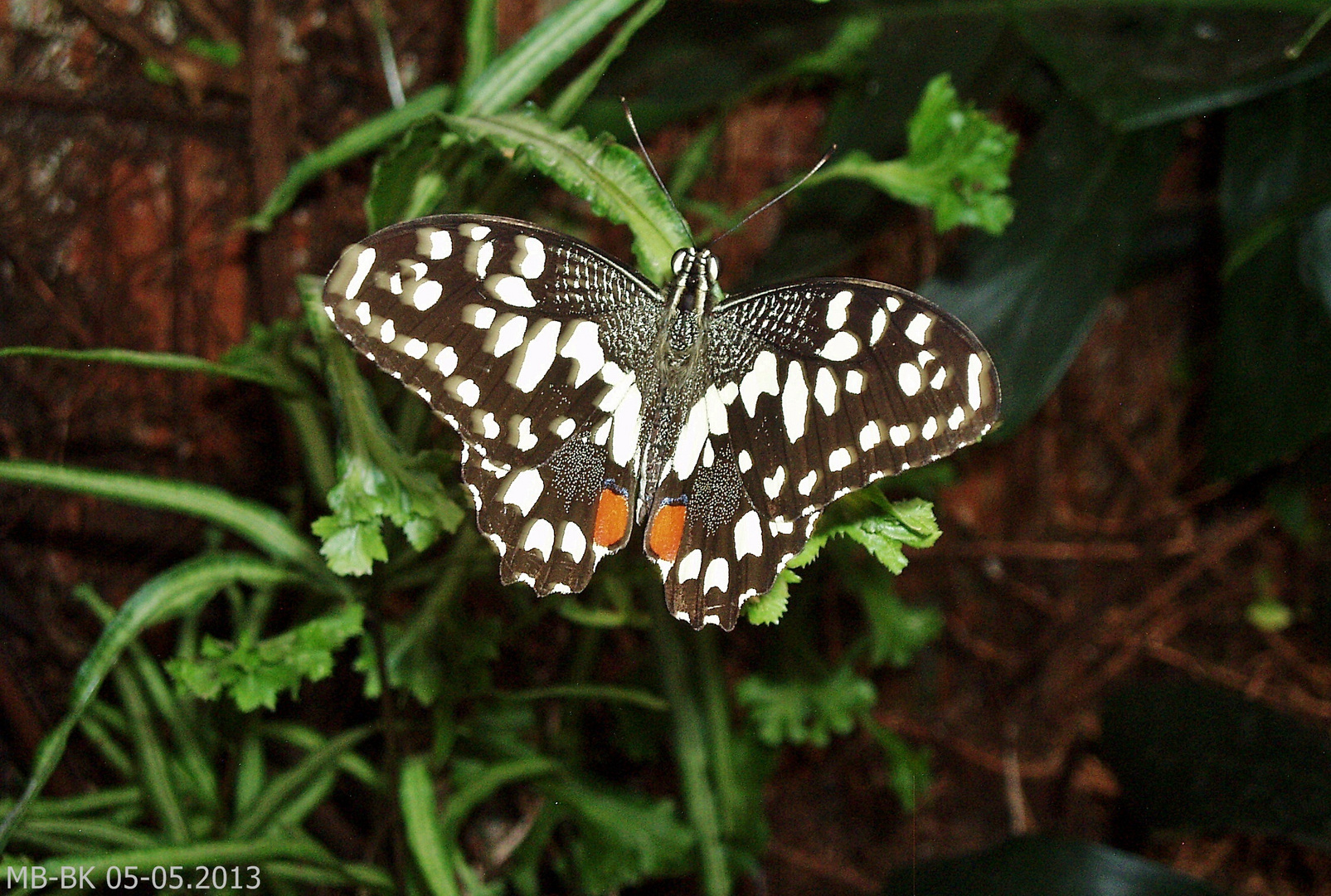 Ein ganz besonderer Schmetterling..