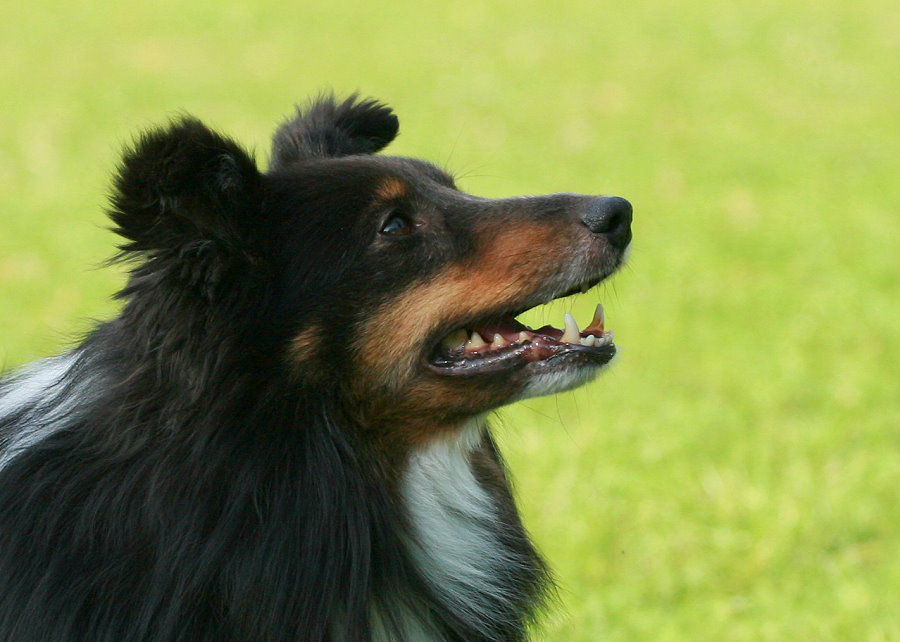 Ein ganz besonderer Sheltie