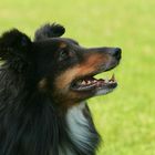 Ein ganz besonderer Sheltie