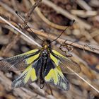 Ein ganz besonderes Wesen, das Schmetterlinge verfolgt... - L'Ascalaphe soufré.