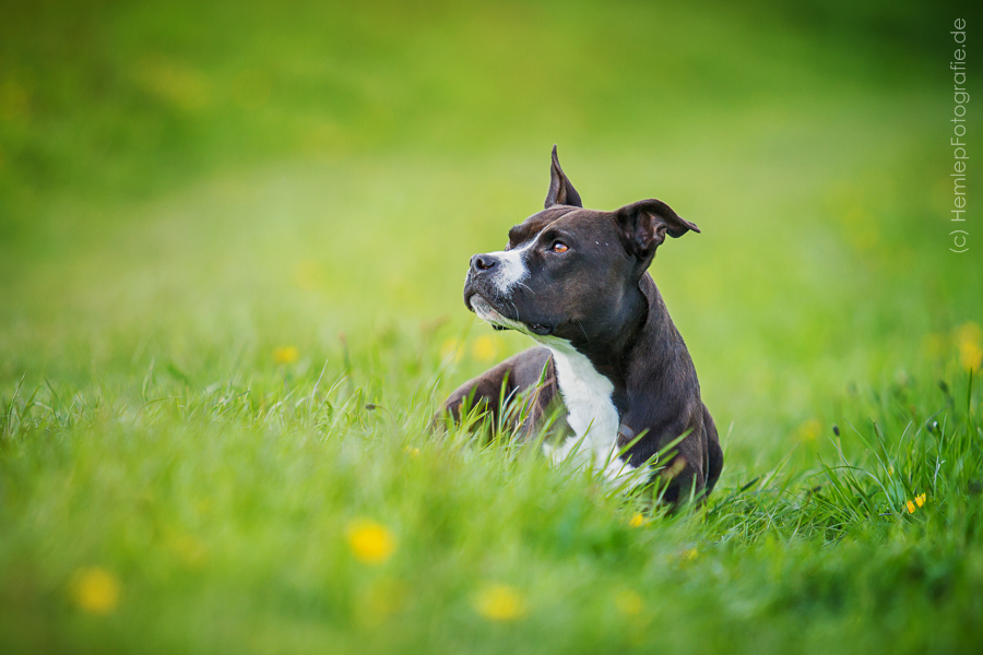 Ein ganz böser Kampfhund