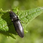 Ein ganz dunkler Schnellkäfer - Melanotus punctolineatus ?