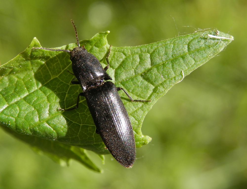 Ein ganz dunkler Schnellkäfer - Melanotus punctolineatus ?