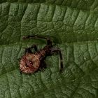 Ein ganz frühes Stadium der Larve von Coreus marginatus - ...