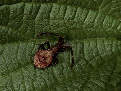 Ein ganz frühes Stadium der Larve von Coreus marginatus - ...