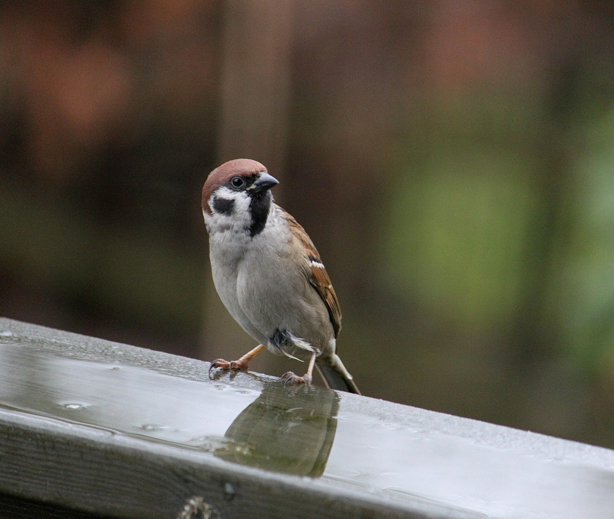 ein ganz gewöhnlicher Spatz und doch schön...