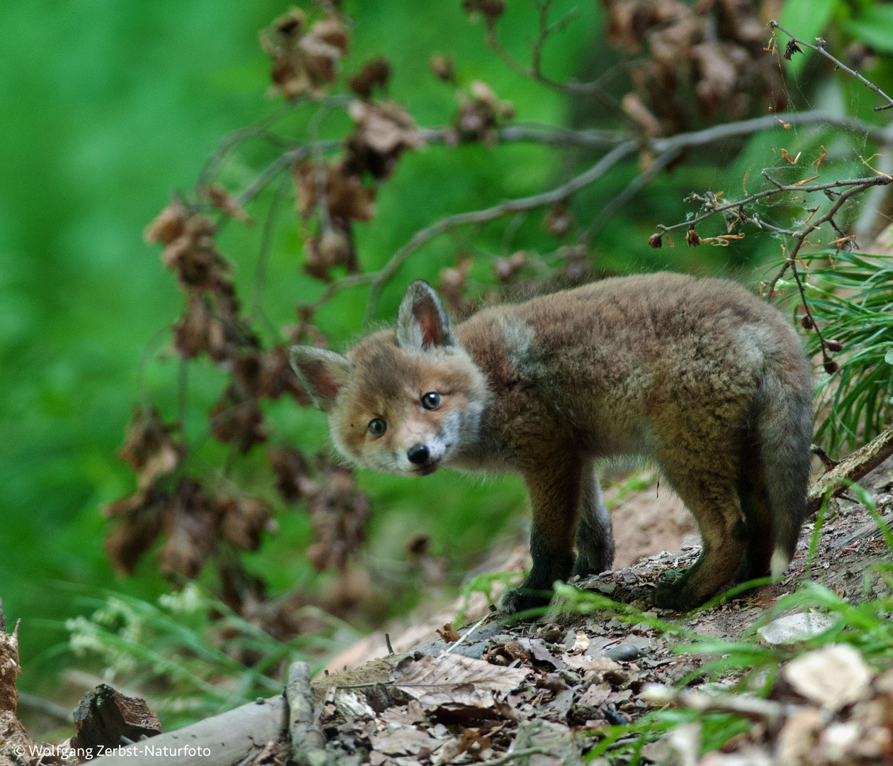 --- Ein ganz junger Fuchs ---    ( Vulpes vulpes )