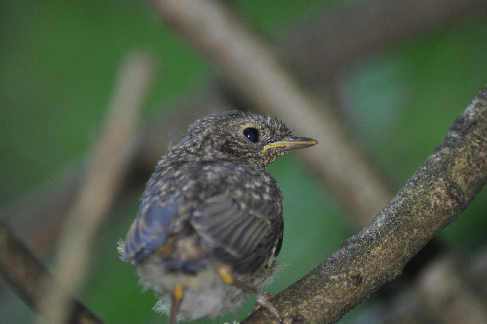 ein ganz junger vogel