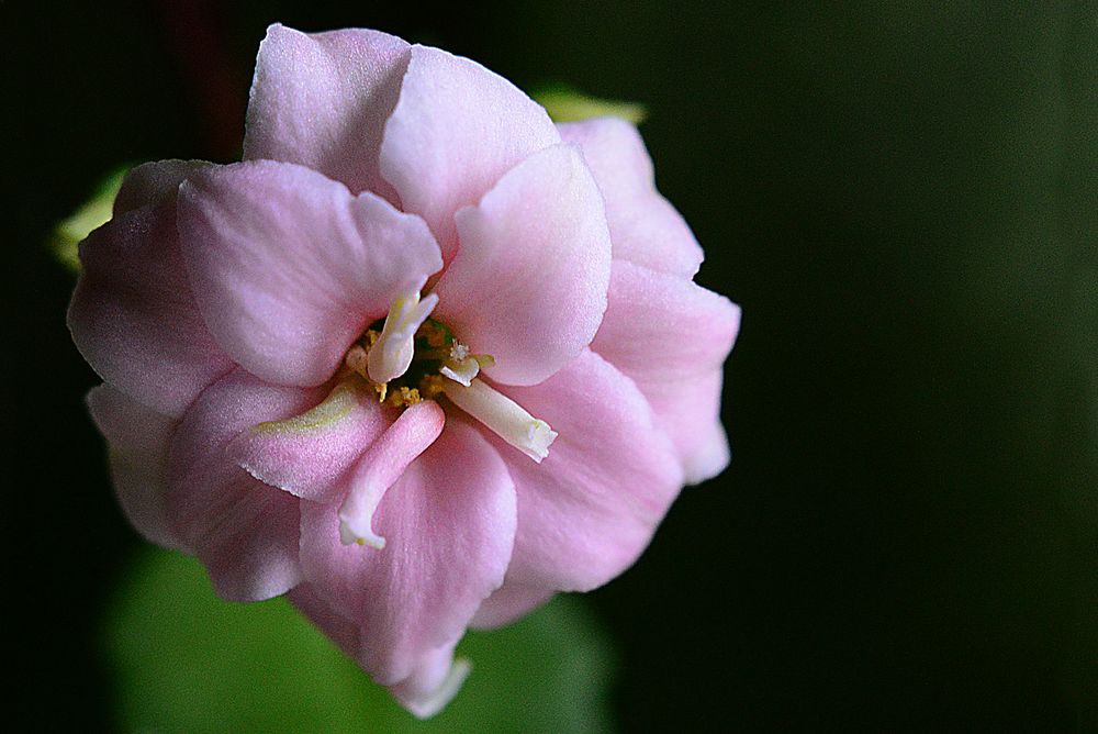 ein ganz kleine Blüte