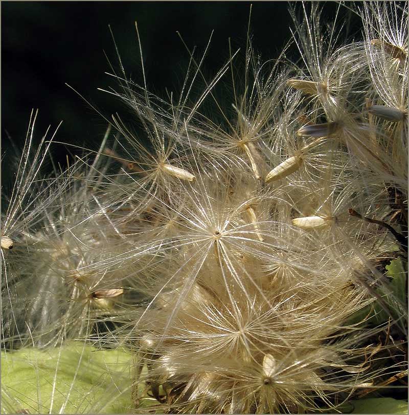 ein ganz kleiner glänzender herbsttag