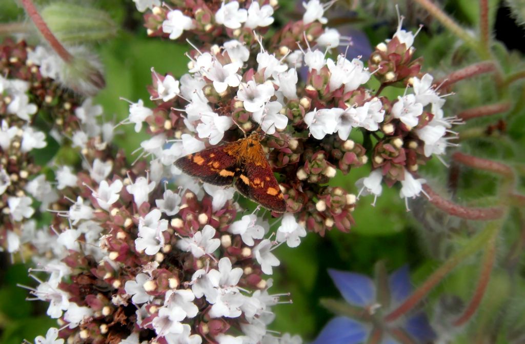 Ein ganz kleiner Schmetterling