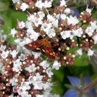 Ein ganz kleiner Schmetterling