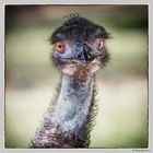 Ein ganz lieber junger Emu....