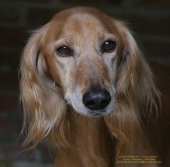 Ein ganz Lieber: Saluki-Rüde Asman