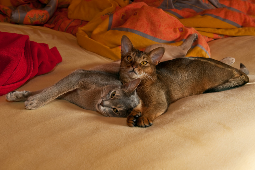 ... ein ganz normaler Kuschelsonntag